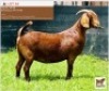 LOT 56 1 x KALAHARI RED EWE BUSHRA STUD