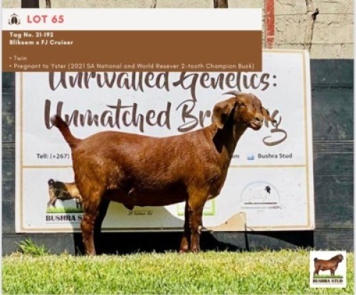 LOT 65 1 x KALAHARI RED EWE BUSHRA STUD