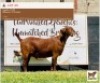 LOT 65 1 x KALAHARI RED EWE BUSHRA STUD