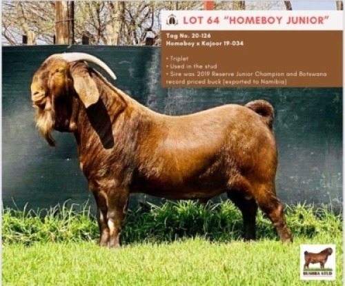 LOT 64 1 x KALAHARI RED BUCK BUSHRA STUD