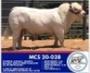 1 x CHAROLAIS BULL MARSHALL CHAROLAIS STUD