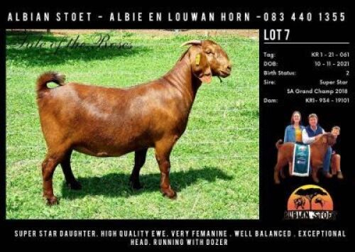 LOT 7 1x KALAHARI RED STUD DOE ALBIAN KALAHARI REDS