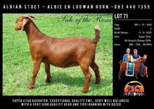 LOT 71 1x KALAHARI RED STUD DOE ALBIAN KALAHARI REDS