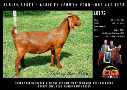 LOT 72 1x KALAHARI RED STUD DOE ALBIAN KALAHARI REDS