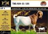 LOT 4 1X BOER GOAT FLOCK BUCK ALBIAN BOERBOK STOET