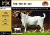 LOT 15 1X BOER GOAT FLOCK BUCK ALBIAN BOERBOK STOET