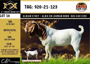 LOT 16 1X BOER GOAT STUD BUCK ALBIAN BOERBOK STOET