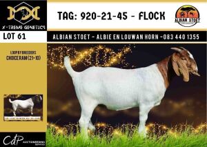 LOT 61 1X BOER GOAT FLOCK DOE ALBIAN BOERBOK STOET