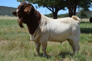 1X BOERBOK RAM Dome Africa Boergoat Stud - STOET