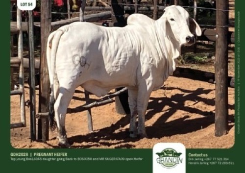 1 x BRAHMAN HEIFER GRANDIN STUDS