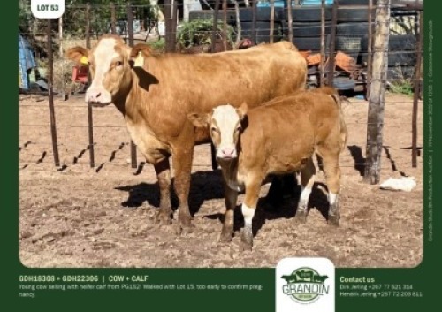 1+1 x SIMMENTALER COW + CALF GRANDIN STUDS