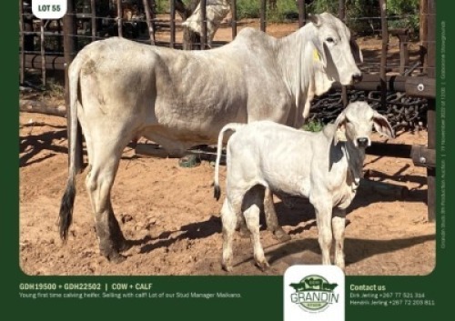 1+1 x BRAHMAN COW + CALF GRANDIN STUDS