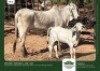 1+1 x BRAHMAN COW + CALF GRANDIN STUDS