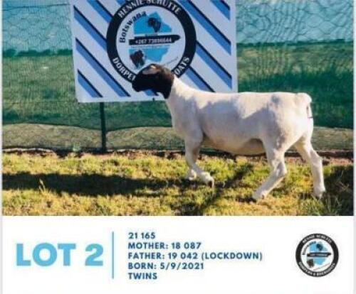 LOT 2 1 x BLACK HEAD DORPER EWE HENNIE SCHUTTE DORPERS & BOER GOATS