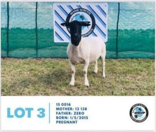 LOT 3 1 x BLACK HEAD DORPER EWE HENNIE SCHUTTE DORPERS & BOER GOATS