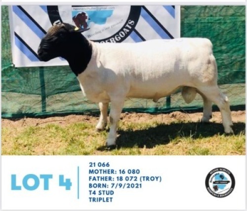 LOT 4 1 x BLACK HEAD DORPER RAM HENNIE SCHUTTE DORPERS & BOER GOATS