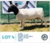 LOT 4 1 x BLACK HEAD DORPER RAM HENNIE SCHUTTE DORPERS & BOER GOATS