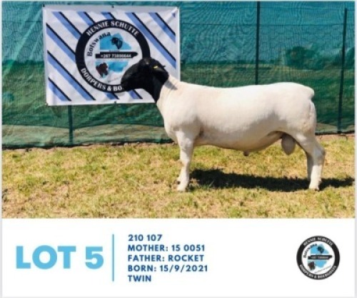 LOT 5 1 x BLACK HEAD DORPER RAM HENNIE SCHUTTE DORPERS & BOER GOATS