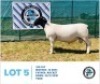 LOT 5 1 x BLACK HEAD DORPER RAM HENNIE SCHUTTE DORPERS & BOER GOATS