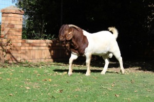 1X BOERBOK RAM Suzanne Van Dyk Boerbokstoet nr. 1714 - KUDDE