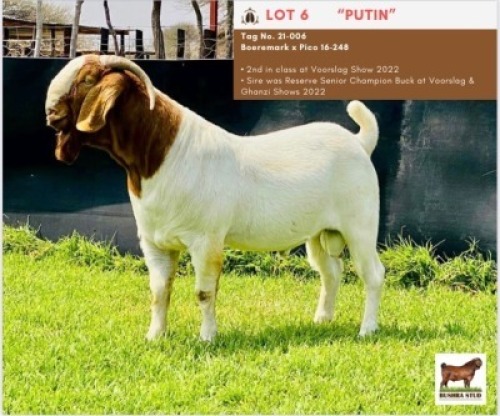 LOT 6 1 x BOER GOAT BUCK BUSHRA STUD