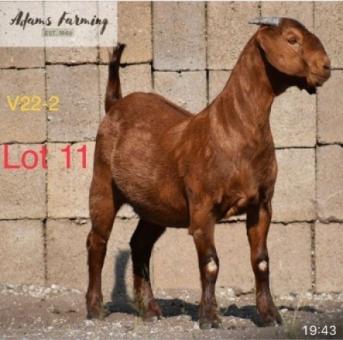 LOT 11 1 x KALAHARI RED EWE ADAMS FARMING