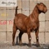 LOT 11 1 x KALAHARI RED EWE ADAMS FARMING