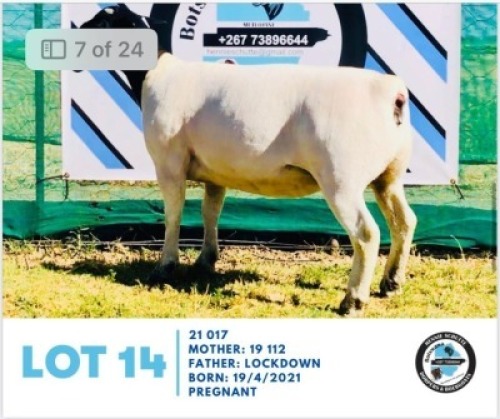 LOT 14 1 x BLACK HEAD DORPER EWE HENNIE SCHUTTE DORPERS & BOER GOATS