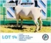 LOT 14 1 x BLACK HEAD DORPER EWE HENNIE SCHUTTE DORPERS & BOER GOATS