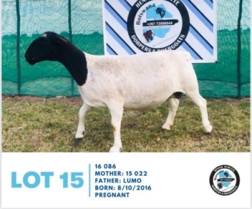 LOT 15 1 x BLACK HEAD DORPER EWE HENNIE SCHUTTE DORPERS & BOER GOATS