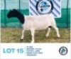 LOT 15 1 x BLACK HEAD DORPER EWE HENNIE SCHUTTE DORPERS & BOER GOATS