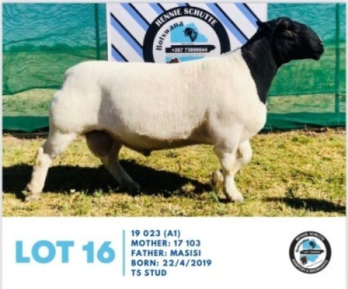 LOT 16 1 x BLACK HEAD DORPER RAM HENNIE SCHUTTE DORPERS & BOER GOATS
