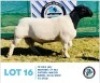 LOT 16 1 x BLACK HEAD DORPER RAM HENNIE SCHUTTE DORPERS & BOER GOATS