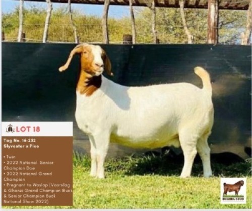 LOT 18 1 x BOER GOAT EWE BUSHRA STUD