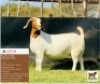 LOT 18 1 x BOER GOAT EWE BUSHRA STUD