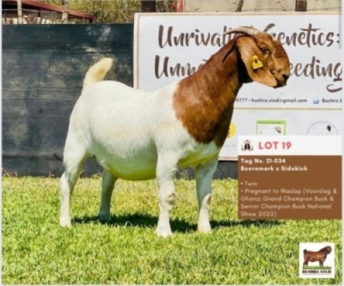 LOT 19 1 x BOER GOAT EWE BUSHRA STUD