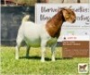 LOT 19 1 x BOER GOAT EWE BUSHRA STUD
