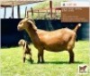 LOT 20 1 1 KALAHARI RED EWE + KIDS BUSHRA STUD