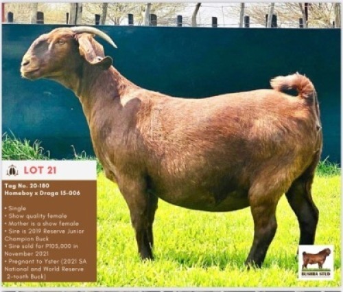 LOT 21 1 x KALAHARI RED EWE BUSHRA STUD