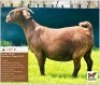 LOT 21 1 x KALAHARI RED EWE BUSHRA STUD