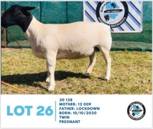 LOT 26 1 x BLACK HEAD DORPER EWE HENNIE SCHUTTE DORPERS & BOER GOATS