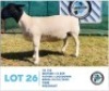 LOT 26 1 x BLACK HEAD DORPER EWE HENNIE SCHUTTE DORPERS & BOER GOATS