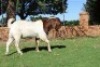 1X BOERBOK RAM Suzanne Van Dyk Boerbokstoet nr. 1714 - KUDDE - 2