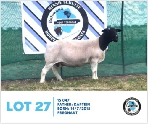 LOT 27 1 x BLACK HEAD DORPER EWE HENNIE SCHUTTE DORPERS & BOER GOATS