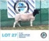 LOT 27 1 x BLACK HEAD DORPER EWE HENNIE SCHUTTE DORPERS & BOER GOATS