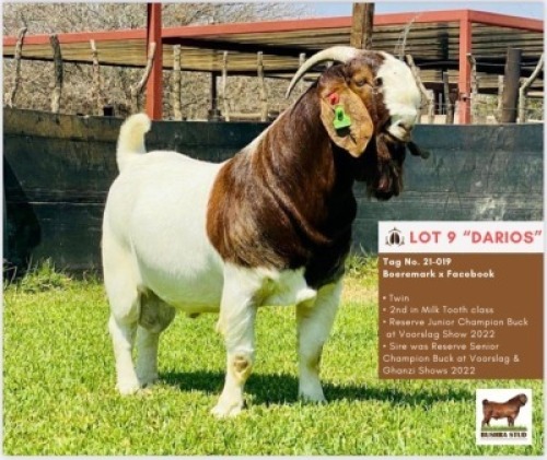 LOT 9 1 x BOER GOAT BUCK BUSHRA STUD