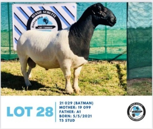 LOT 28 1 x BLACK HEAD DORPER RAM HENNIE SCHUTTE DORPERS & BOER GOATS