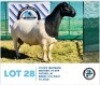 LOT 28 1 x BLACK HEAD DORPER RAM HENNIE SCHUTTE DORPERS & BOER GOATS