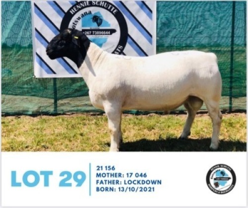 LOT 29 1 x BLACK HEAD DORPER RAM HENNIE SCHUTTE DORPERS & BOER GOATS