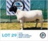 LOT 29 1 x BLACK HEAD DORPER RAM HENNIE SCHUTTE DORPERS & BOER GOATS